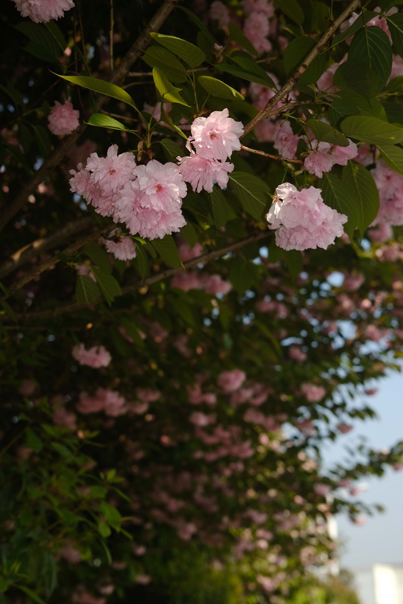 學(xué)校的櫻花開(kāi)了，你，不來(lái)看看嗎？